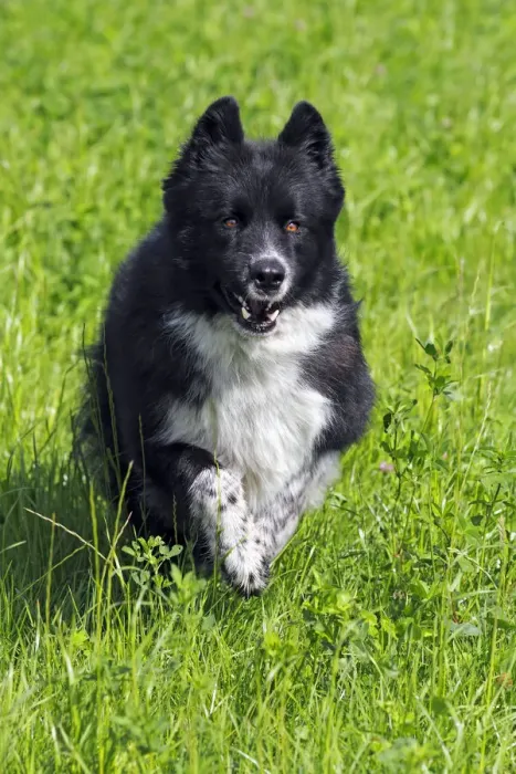 Framed Print : Dog -Canis lupus familiaris-, male, cross-breed, running through meadow Framed Print : Dog -Canis lupus familiaris-, male, cross-breed, running through meadow