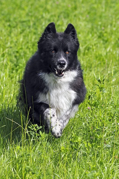 Dog -Canis lupus familiaris-, male, cross-breed, running through meadow