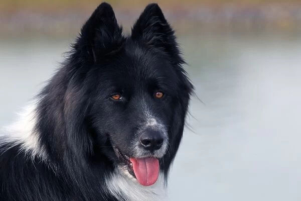 Dog -Canis lupus familiaris-, male, cross-breed, portrait