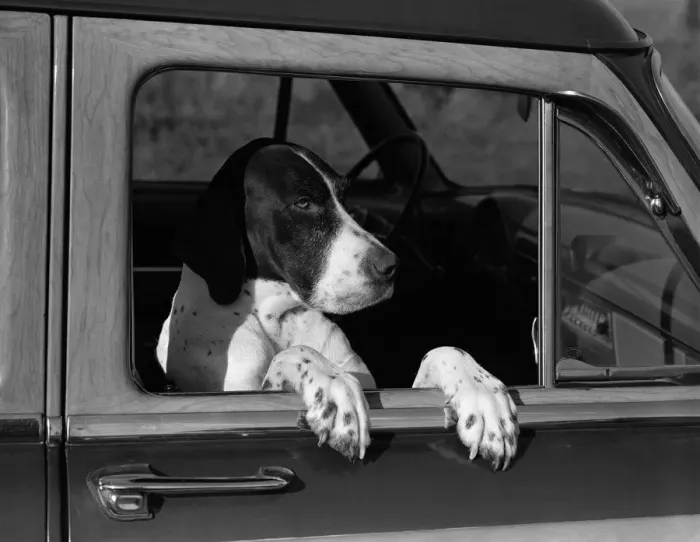 Framed Print : Dog in car
