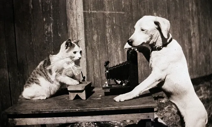 Framed Print : Dog And Cat With Camera Framed Print : Dog And Cat With Camera