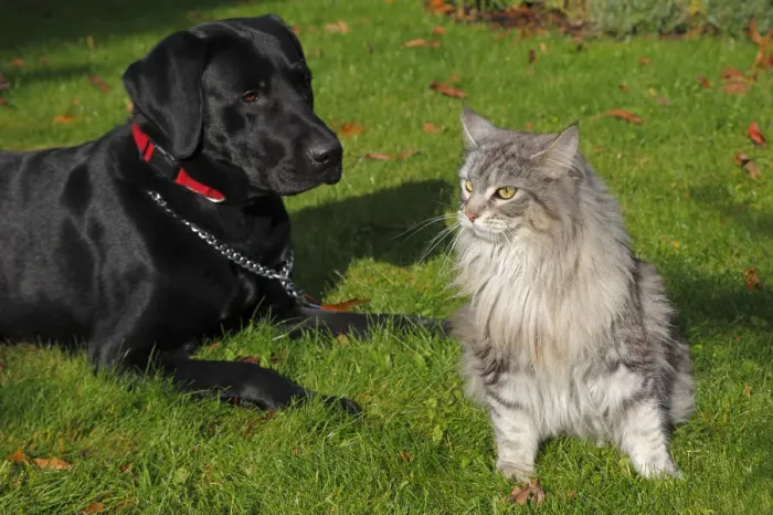 Framed Print : A dog and a cat sitting in a garden, a black Labrador Retriever, male, and a Maine Coon