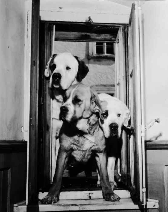Framed Print : Dog Doorway Framed Print : Dog Doorway