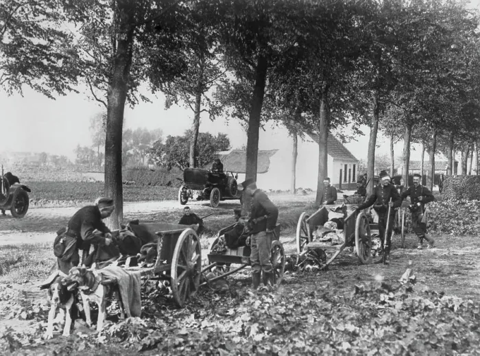 Framed Print : Dog-Drawn Belgian Ammunition Train Framed Print : Dog-Drawn Belgian Ammunition Train