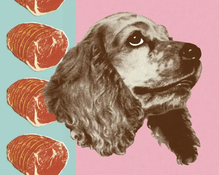 Framed Print : Dog Dreaming of Steak
