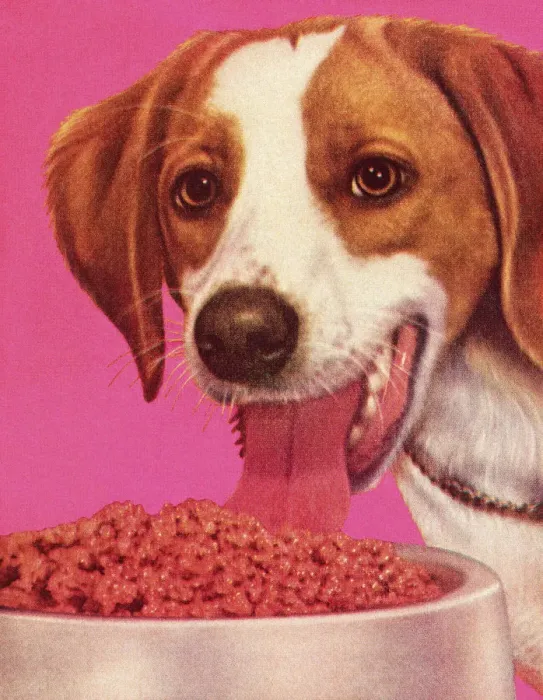 Framed Print : Dog Eating Dog Food Framed Print : Dog Eating Dog Food