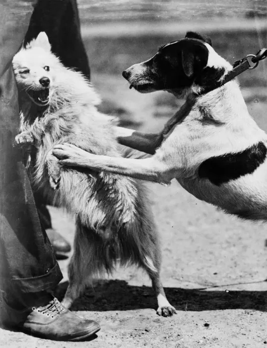 Framed Print : Dog Fight. One small dog leaps at another, which turns around snarling to defend itself Framed Print : Dog Fight. One small dog leaps at another, which turns around snarling to defend itself