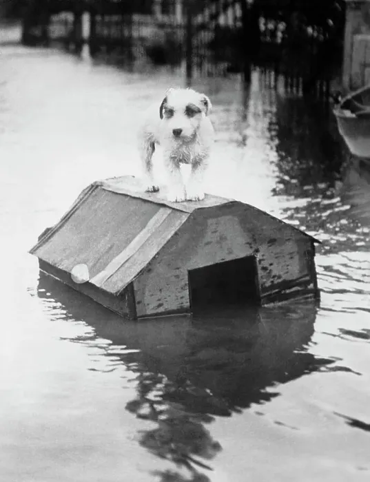 Framed Print : Dog Floating on Doghouse Framed Print : Dog Floating on Doghouse