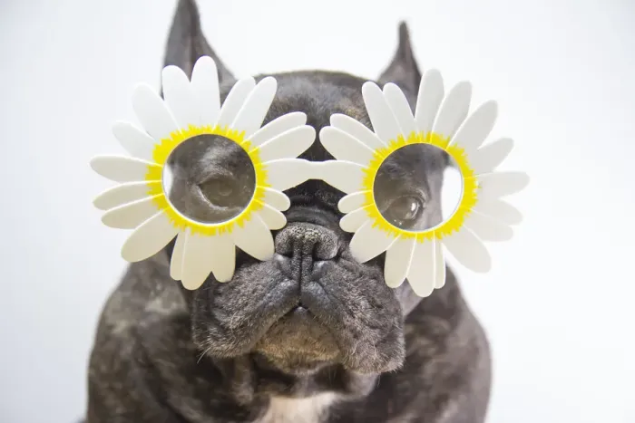 Framed Print : Dog with flower-shaped glasses Framed Print : Dog with flower-shaped glasses