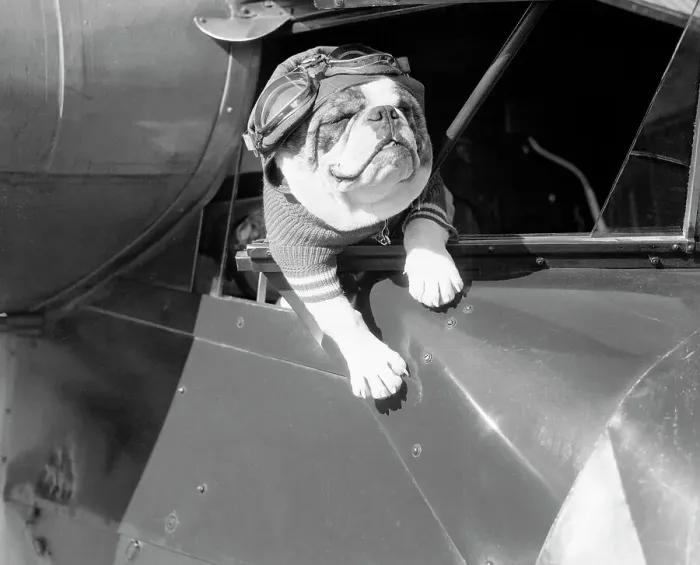 Framed Print : Dog Flying in Aircraft Framed Print : Dog Flying in Aircraft