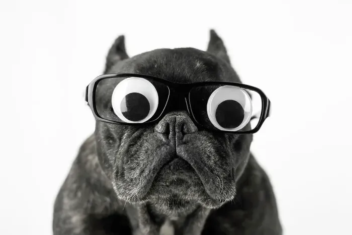 Framed Print : Dog with glasses and bulging eyes Framed Print : Dog with glasses and bulging eyes