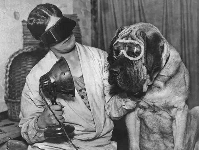Framed Print : Dog In Goggles Framed Print : Dog In Goggles