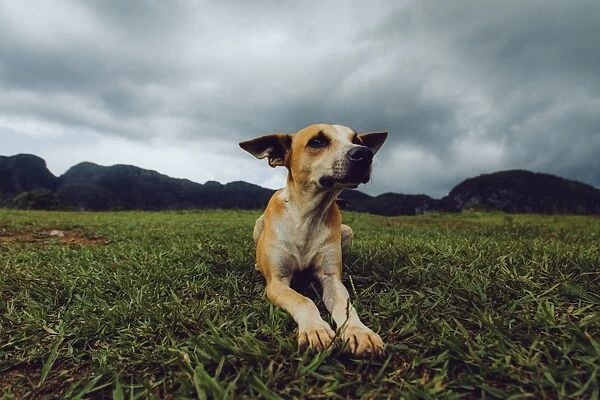 Dog on a grass in Vinales valley, in Cuba