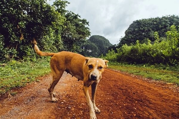 Dog on a grass in Vinales valley, in Cuba