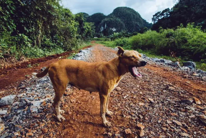 Framed Print : Dog on a grass in Vinales valley, in Cuba Framed Print : Dog on a grass in Vinales valley, in Cuba