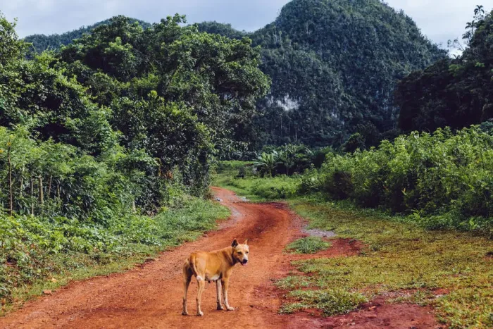 Framed Print : Dog on a grass in Vinales valley, in Cuba Framed Print : Dog on a grass in Vinales valley, in Cuba