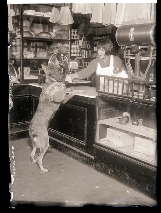 Framed Print : Dog At Grocery Counter Giving Money Framed Print : Dog At Grocery Counter Giving Money