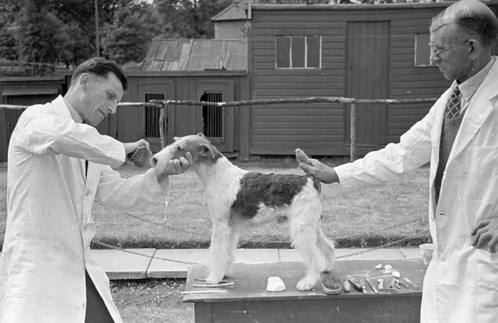 Framed Print : Dog Grooming Framed Print : Dog Grooming