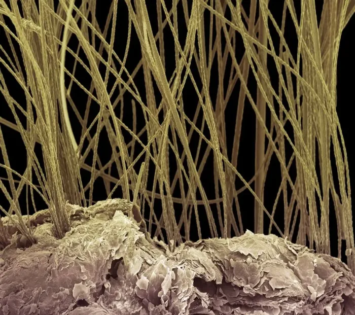 Framed Print : Dog hair, colored scanning electron micrograph (SEM) Framed Print : Dog hair, colored scanning electron micrograph (SEM)