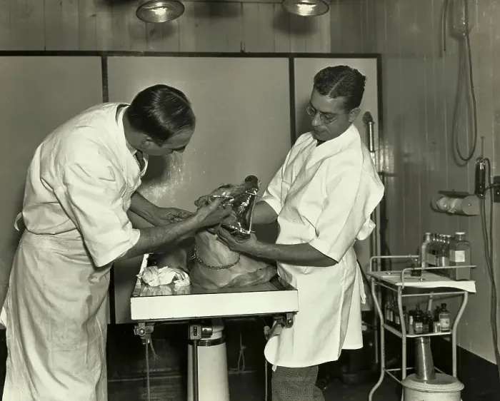 Framed Print : Dog Having Tonsils Removed Framed Print : Dog Having Tonsils Removed