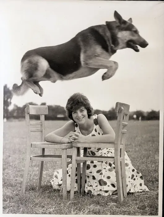 Framed Print : Dog Jumps Over Woman and Chairs in Field Framed Print : Dog Jumps Over Woman and Chairs in Field