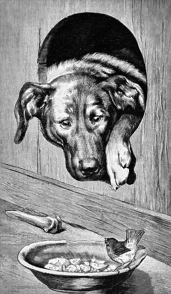 Dog in the kennel looks at the sparrow that sits on the bowl with food - 1896
