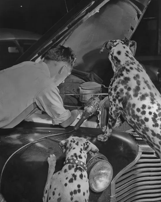 Framed Print : Dog Mechanics Framed Print : Dog Mechanics