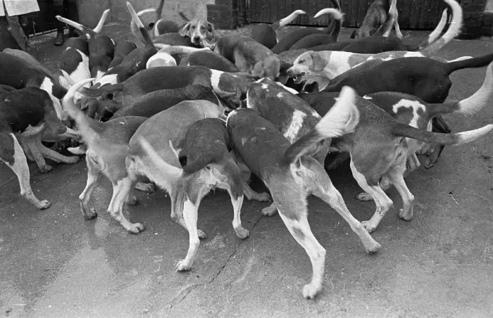 Framed Print : Dog Pack. 7th December 1946: The pack of hunting dogs of the Galway Blazers hunt Framed Print : Dog Pack. 7th December 1946: The pack of hunting dogs of the Galway Blazers hunt