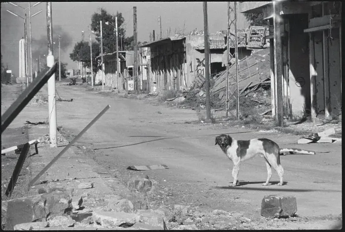 Framed Print : Dog Pausing on War Torn Syrian Street Framed Print : Dog Pausing on War Torn Syrian Street
