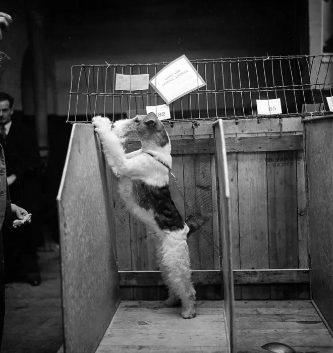 Framed Print : Dog Peek. 10th April 1948: A wire-haired fox terrier taking a peek over his kennel wall Framed Print : Dog Peek. 10th April 1948: A wire-haired fox terrier taking a peek over his kennel wall