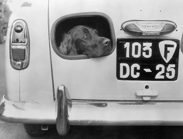 Framed Print : Dog Peering from Hole in Rear of Car Framed Print : Dog Peering from Hole in Rear of Car