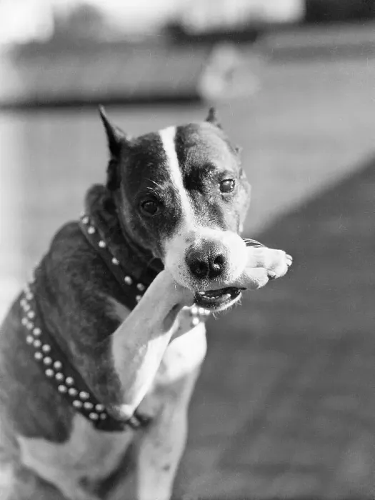 Framed Print : Dog Poses Holding One Paw in His Mouth Framed Print : Dog Poses Holding One Paw in His Mouth