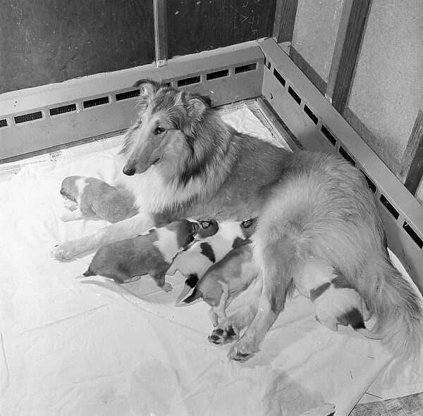Dog And Puppies
