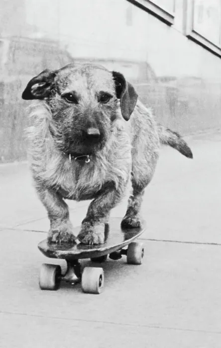 Framed Print : Dog Riding Skateboard Framed Print : Dog Riding Skateboard