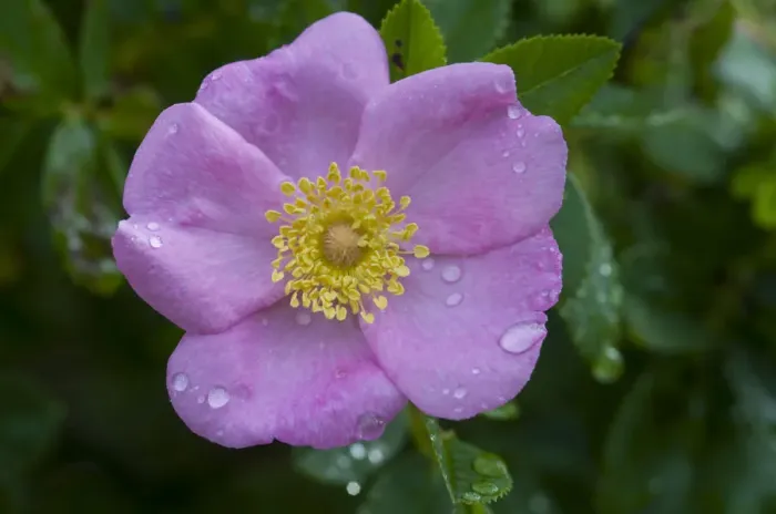 Framed Print : Dog rose (Rosa canina) Framed Print : Dog rose (Rosa canina)