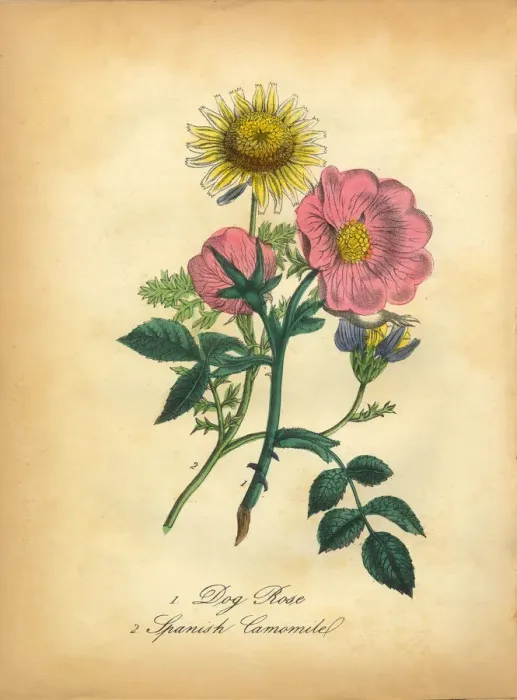 Framed Print : Dog Rose and Spanish Camomile Victorian Botanical Illustration