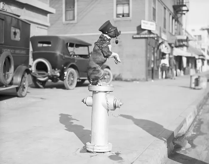 Framed Print : Dog Seated on Fire Hydrant Framed Print : Dog Seated on Fire Hydrant