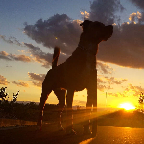 Dog silhouette at sunset looking up at sky