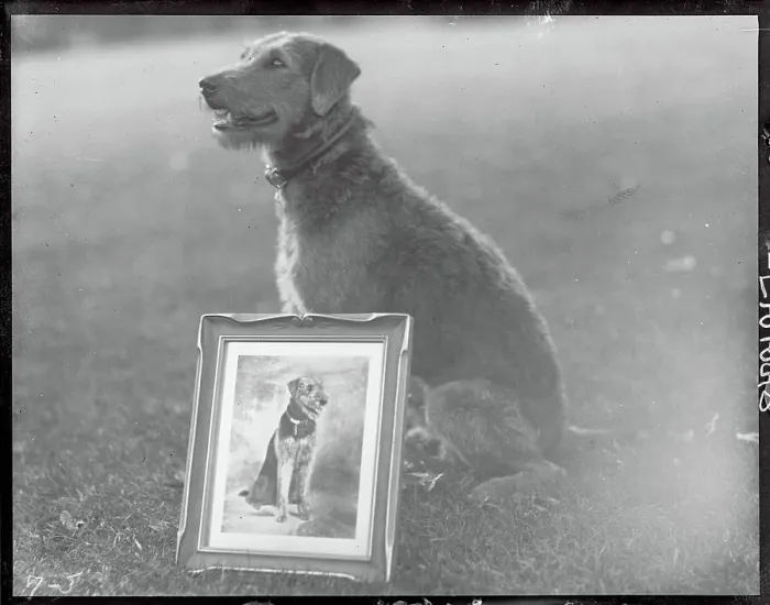 Framed Print : Dog with Silver Photograph