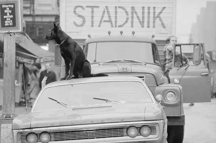 Framed Print : Dog Sitting atop a Parked Car Framed Print : Dog Sitting atop a Parked Car