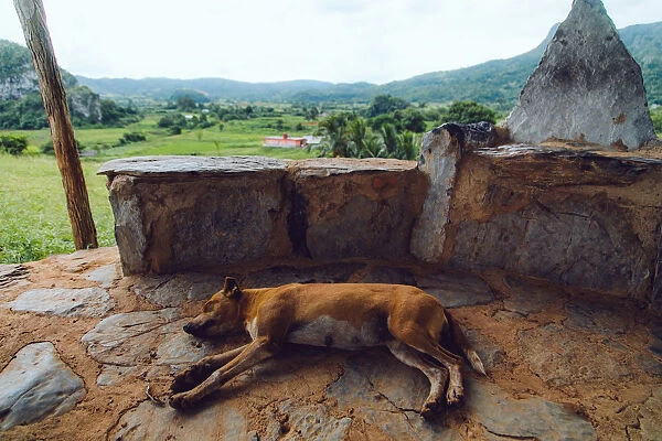 Dog sleeping on a vantage point in Vinales valley, Cuba