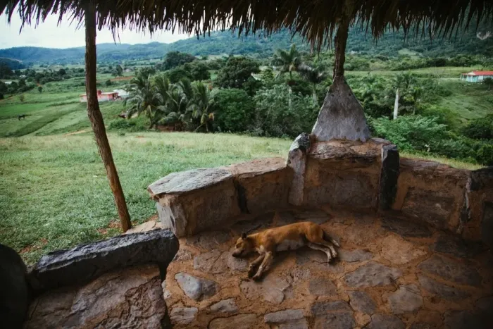 Framed Print : Dog sleeping on vantage point in Vinales valley, in Cuba Framed Print : Dog sleeping on vantage point in Vinales valley, in Cuba