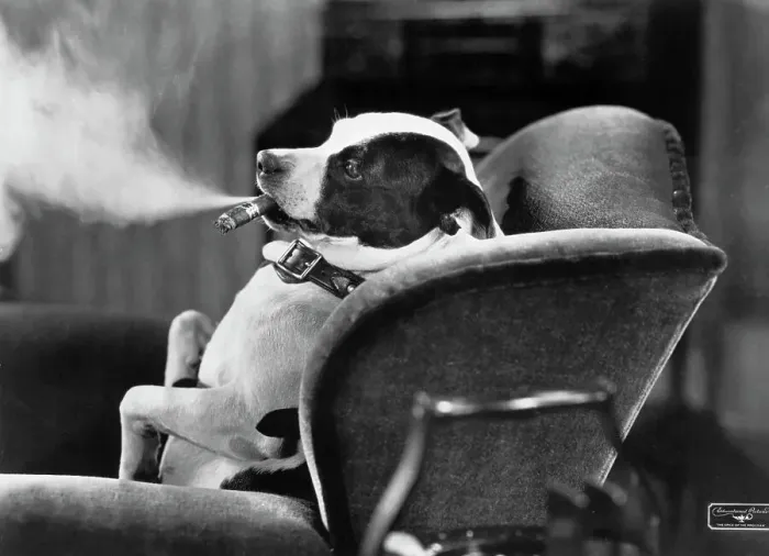 Framed Print : Dog Smoking Cigar in Overstuffed Chair Framed Print : Dog Smoking Cigar in Overstuffed Chair
