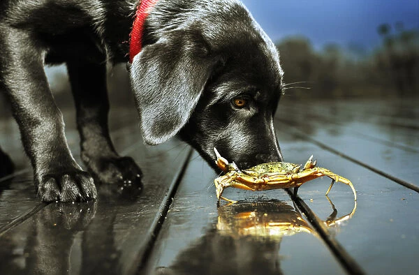 Dog sniffing crab