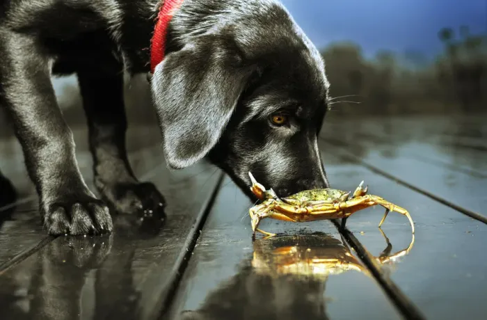 Framed Print : Dog sniffing crab Framed Print : Dog sniffing crab