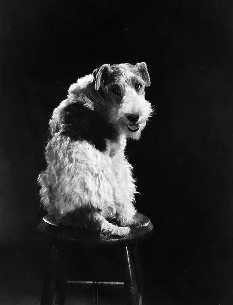 Dog Star. circa 1934: Asta II, the talented canine actor who appeared in