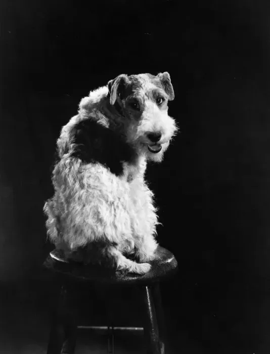 Framed Print : Dog Star. circa 1934: Asta II, the talented canine actor who appeared in Framed Print : Dog Star. circa 1934: Asta II, the talented canine actor who appeared in