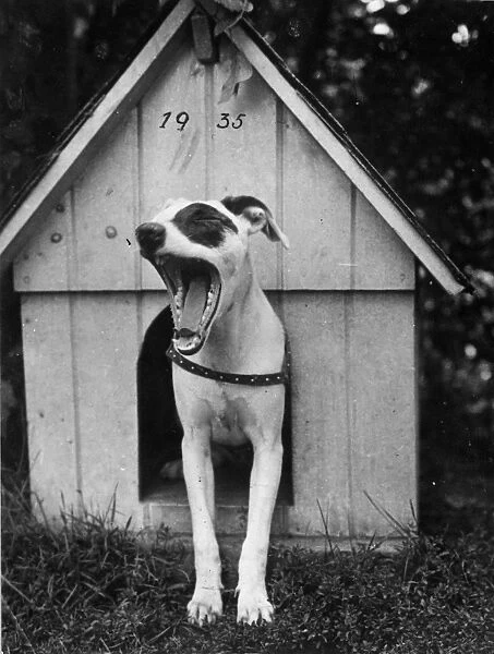 Dog Tired. 1935: A sleepy dog stands in the door of its kennel and yawns