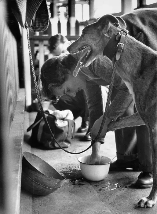 Framed Print : Dog Toe Wash Framed Print : Dog Toe Wash