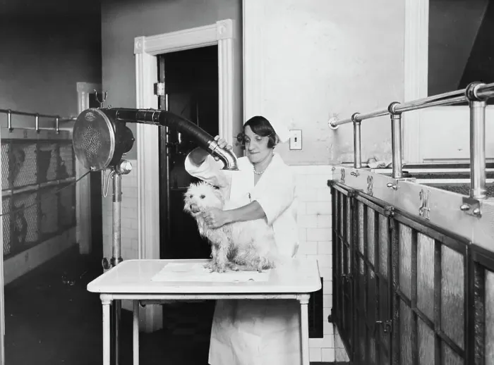 Framed Print : Dog at the Vet